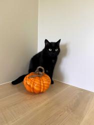 Reunited Female Cat last seen Downtown Hamilton, Beasley neighborhood by John and Barton street, Hamilton, ON L8L 4P4