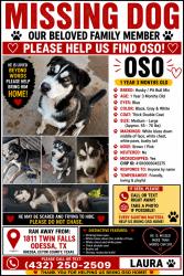 Lost Male Dog last seen Near twin falls Odessa Texas 79762, Odessa, TX 79762