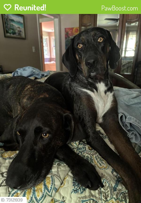 Reunited Male Dog last seen Stepp Toad and Nature Drive, Hendersonville, NC 28792
