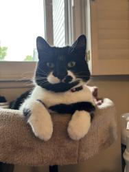Reunited Female Cat last seen Pecos St and Mariposa St, Denver, CO 80221