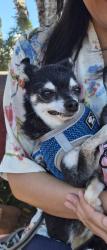 Lost Male Dog last seen Orange County Fairgrounds, Costa Mesa, CA 92626