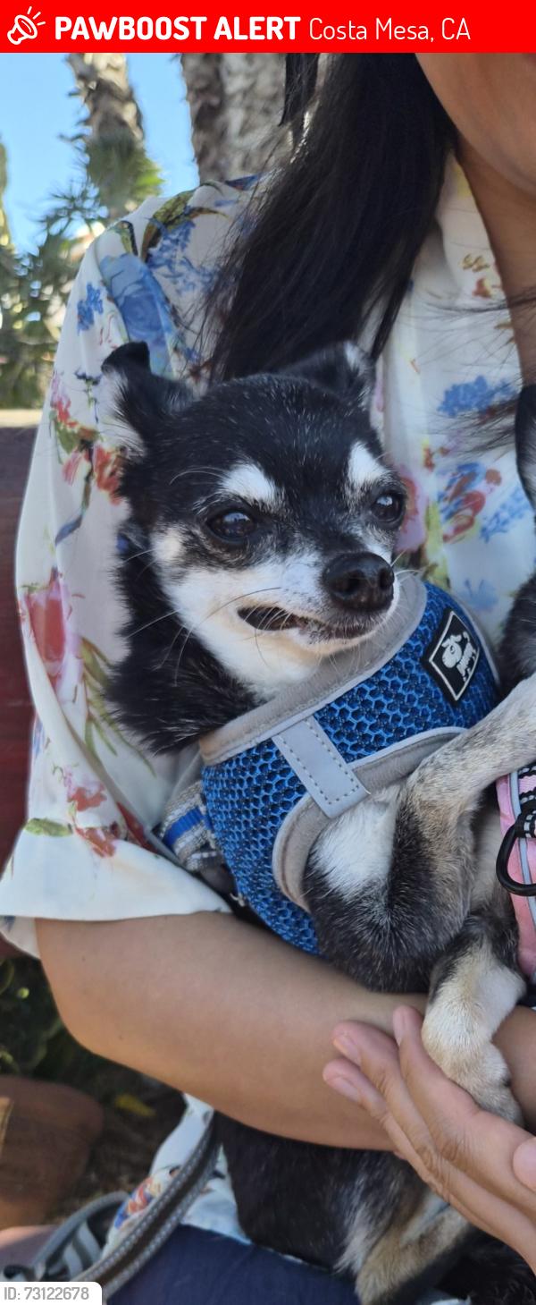 Lost Male Dog last seen Orange County Fairgrounds, Costa Mesa, CA 92626