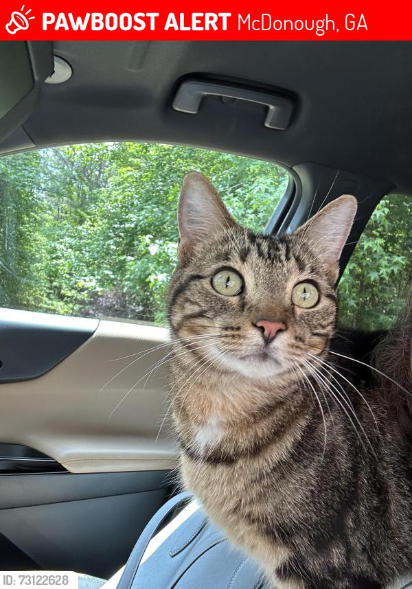 Lost Male Cat last seen Ola area in between Hwy 81 and New Hope Rd, McDonough, GA 30252