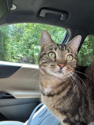 Lost Male Cat last seen Ola area in between Hwy 81 and New Hope Rd, McDonough, GA 30252