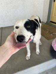 Found/Stray Male Dog last seen In between San Bernardino and Randall of Alder. Filbert St Fontana CA, Fontana, CA 92335