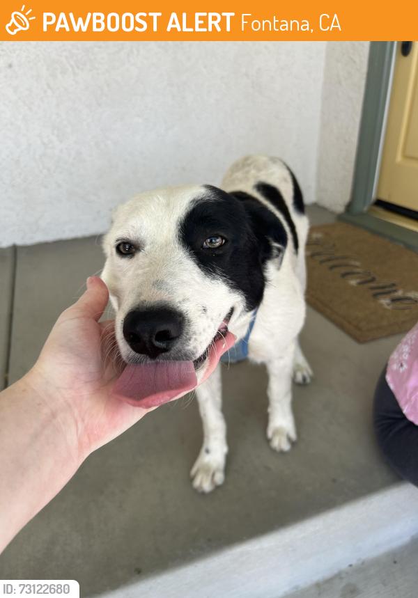 Found/Stray Male Dog last seen In between San Bernardino and Randall of Alder. Filbert St Fontana CA, Fontana, CA 92335