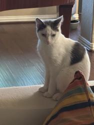 Reunited Male Cat last seen Near Star Haven Dr, Cypress, TX 77433, USA, Cypress, TX 77433
