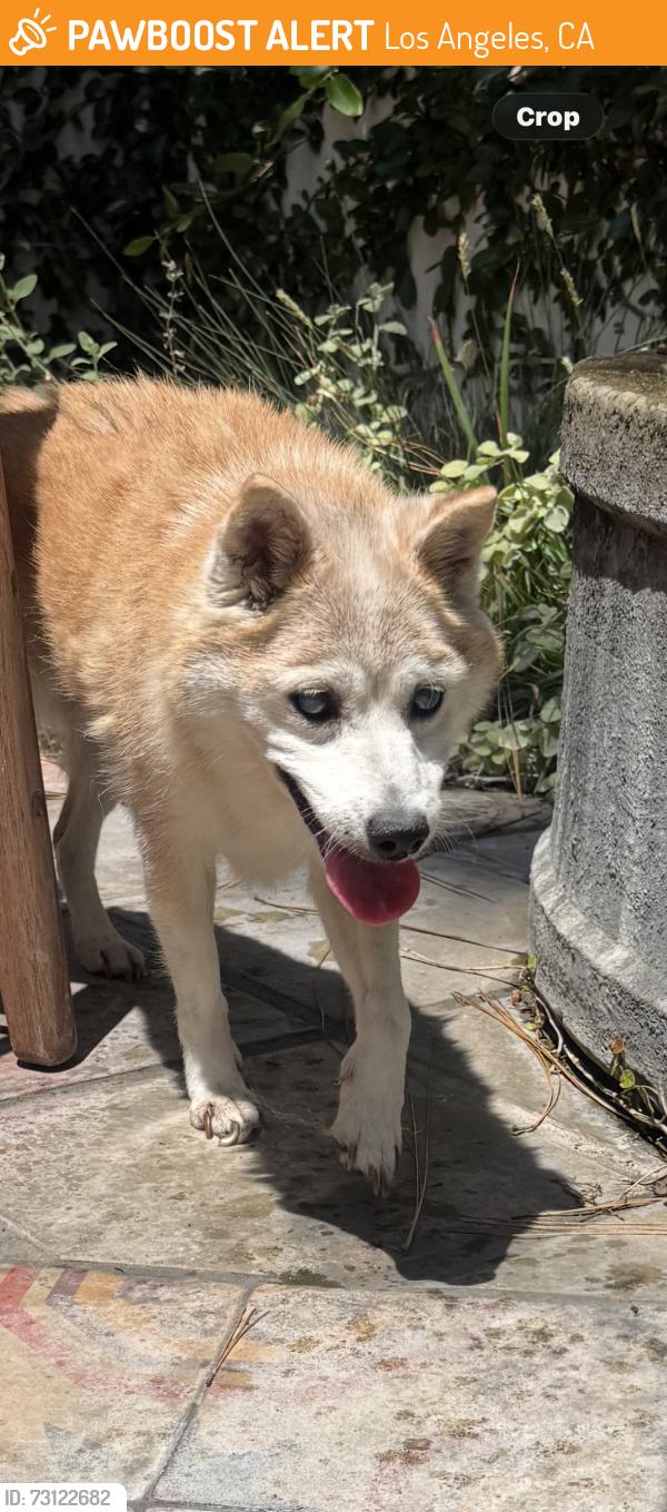 Found/Stray Female Dog last seen Talmadge and Finley, Los Angeles, CA 90027