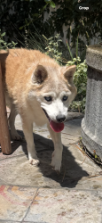 Found/Stray Female Dog last seen Talmadge and Finley, Los Angeles, CA 90027