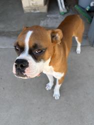 Found/Stray Unknown Dog last seen Woodlake Ca near Dead Rat saloon, Woodlake, CA 93286