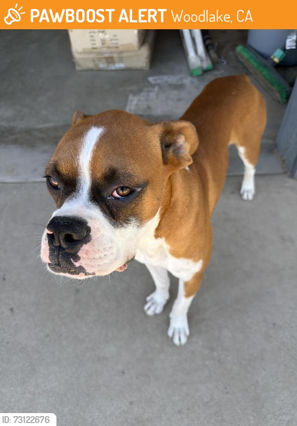 Found/Stray Unknown Dog last seen Woodlake Ca near Dead Rat saloon, Woodlake, CA 93286