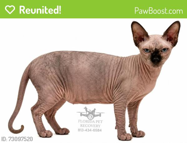 Reunited Female Cat last seen Seminole St and Myrtle Ave, Clearwater, FL 33755