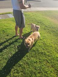 Reunited Unknown Dog last seen Shoshonee ct antioch ca, Antioch, CA 94531