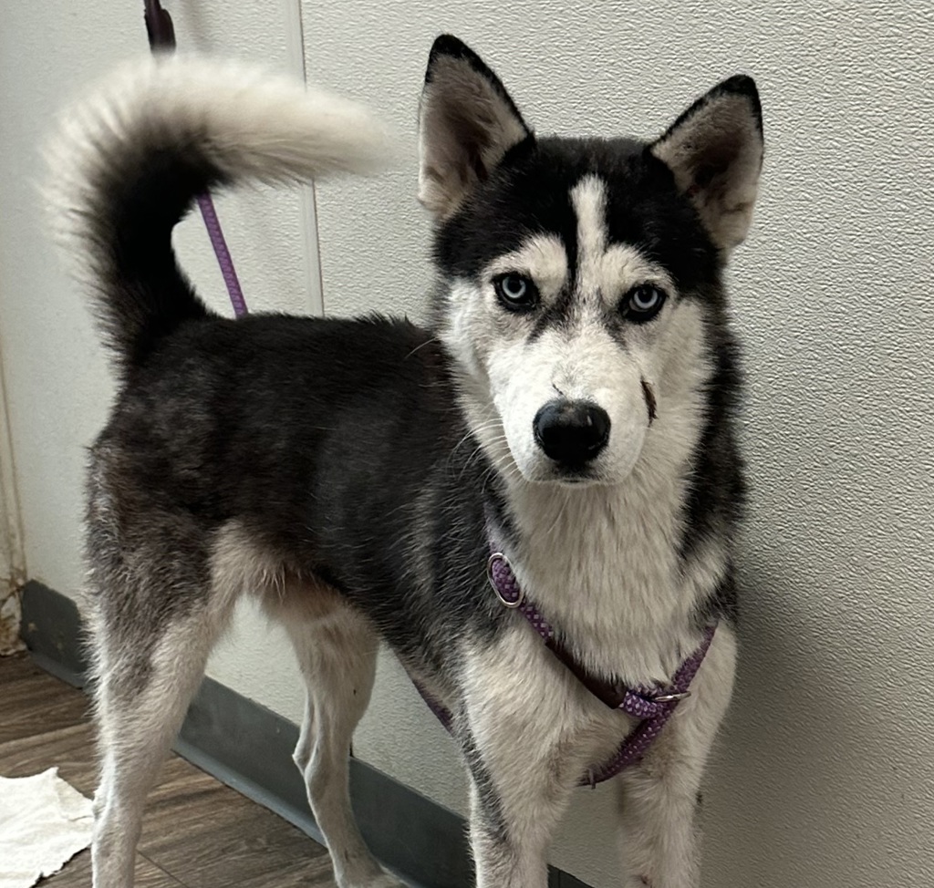 Shelter Stray Male Dog last seen San Ysidro - finder did not know exact location/street., San Diego, CA, 92173, 5500 Gaines St, San Diego, CA 92110, USA