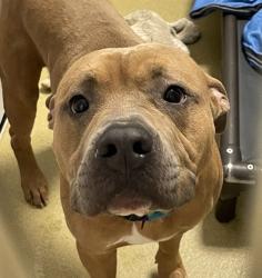 Shelter Stray Male Dog last seen Near S Quince Street, Escondido, CA, 92025, Escondido, CA 92027, USA