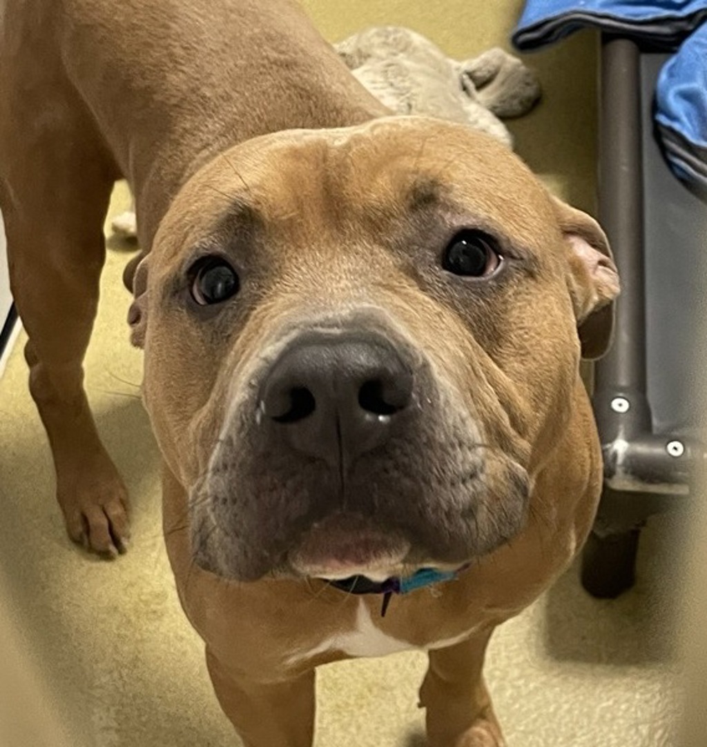 Shelter Stray Male Dog last seen Near S Quince Street, Escondido, CA, 92025, Escondido, CA 92027, USA