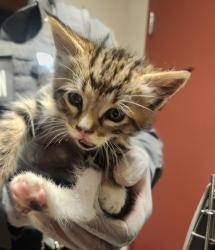 Shelter Stray Male Cat last seen Near 139th Avenue, SAN LEANDRO, CA, 94578, 8323 Baldwin St, Oakland, CA 94621, USA