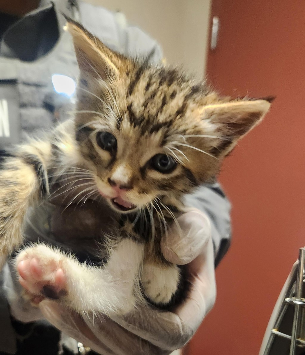 Shelter Stray Male Cat last seen Near 139th Avenue, SAN LEANDRO, CA, 94578, 8323 Baldwin St, Oakland, CA 94621, USA