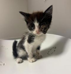 Shelter Stray Female Cat last seen Near 94th Avenue, OAKLAND, CA, 94603, 8323 Baldwin St, Oakland, CA 94621, USA