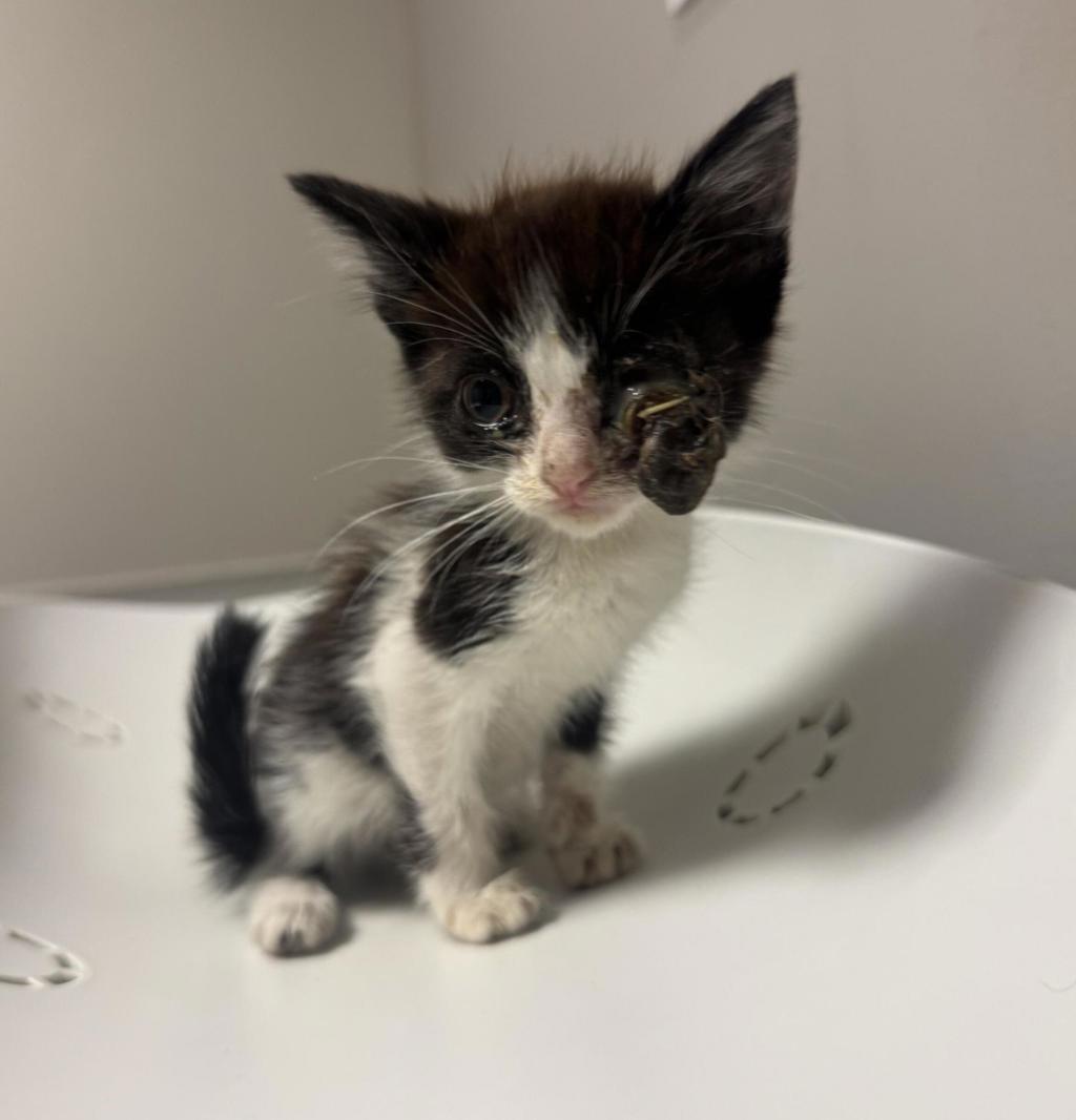 Shelter Stray Female Cat last seen Near 94th Avenue, OAKLAND, CA, 94603, 8323 Baldwin St, Oakland, CA 94621, USA