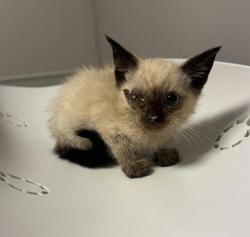 Shelter Stray Female Cat last seen Near 94th Avenue, OAKLAND, CA, 94603, 8323 Baldwin St, Oakland, CA 94621, USA