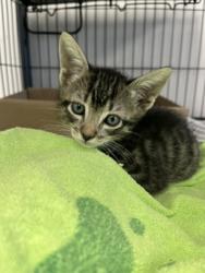 Shelter Stray Male Cat last seen Near Olive Street, Ramona, CA, 92065, Escondido, CA 92027, USA