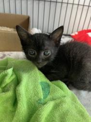 Shelter Stray Female Cat last seen Near Olive Street, Ramona, CA, 92065, Escondido, CA 92027, USA