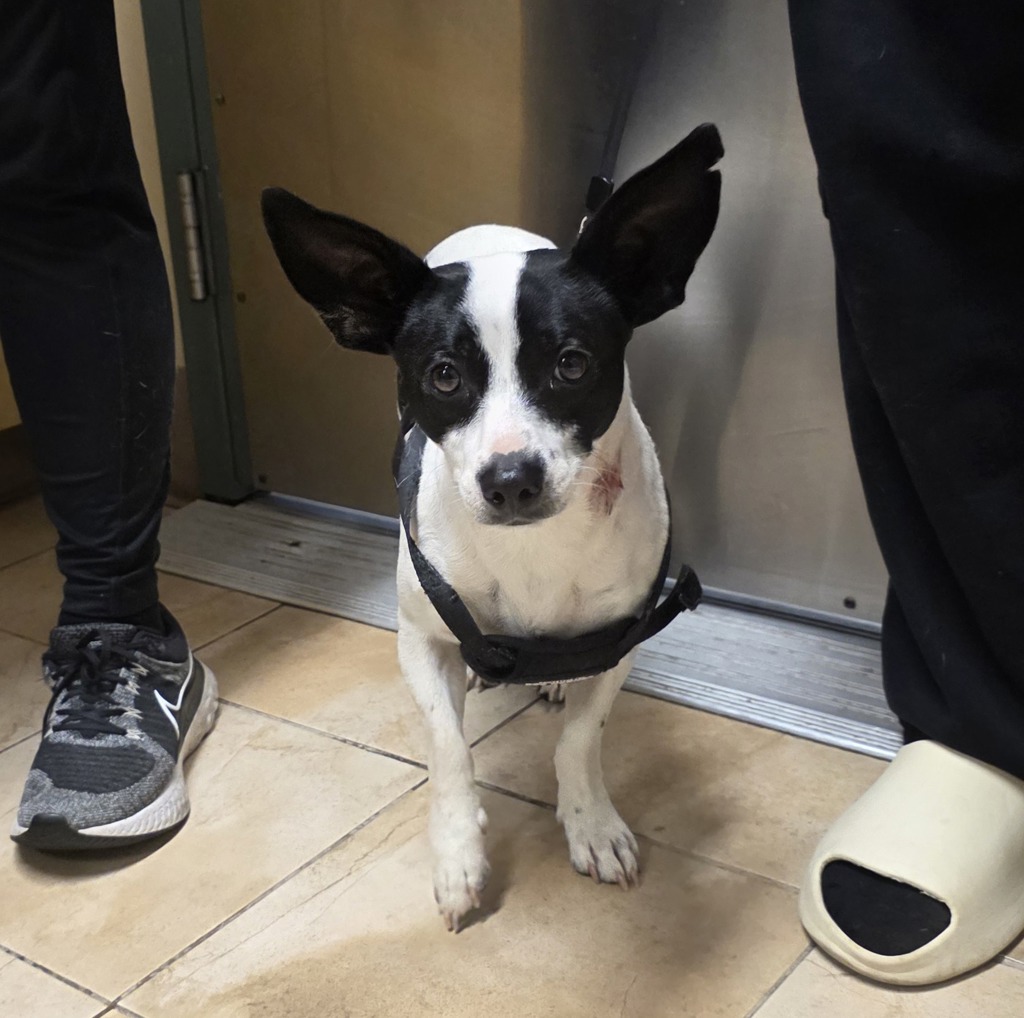 Shelter Stray Male Dog last seen Cedar St / Halsey St, FAIRVIEW, OR, 97024, 1700 W Historic Columbia River Hwy, Troutdale, OR 97060, USA