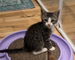 Shelter Stray Female Cat last seen Near New Lots Avenue, BROOKLYN, NY, 11207, 326 E 110th St, New York, NY 10029, USA