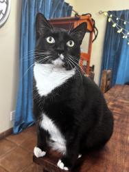 Reunited Female Cat last seen Olive street, Burbank, CA 91506