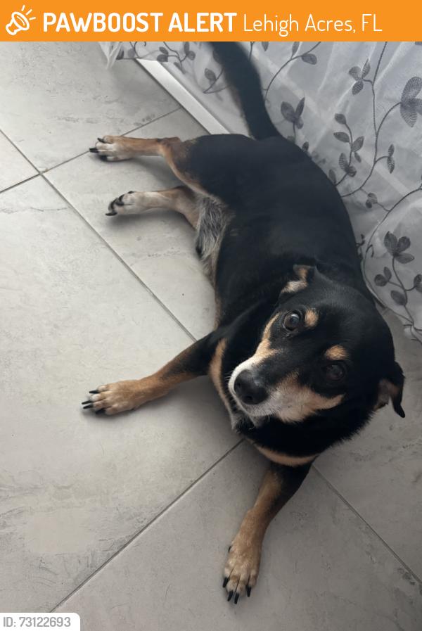 Found/Stray Male Dog last seen Family Dollar, Lehigh Acres, FL 33972