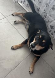 Found/Stray Male Dog last seen Family Dollar, Lehigh Acres, FL 33972
