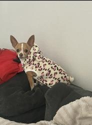 Lost Female Dog last seen Ave 64 and pierce, vela ct, Thermal, CA 92274