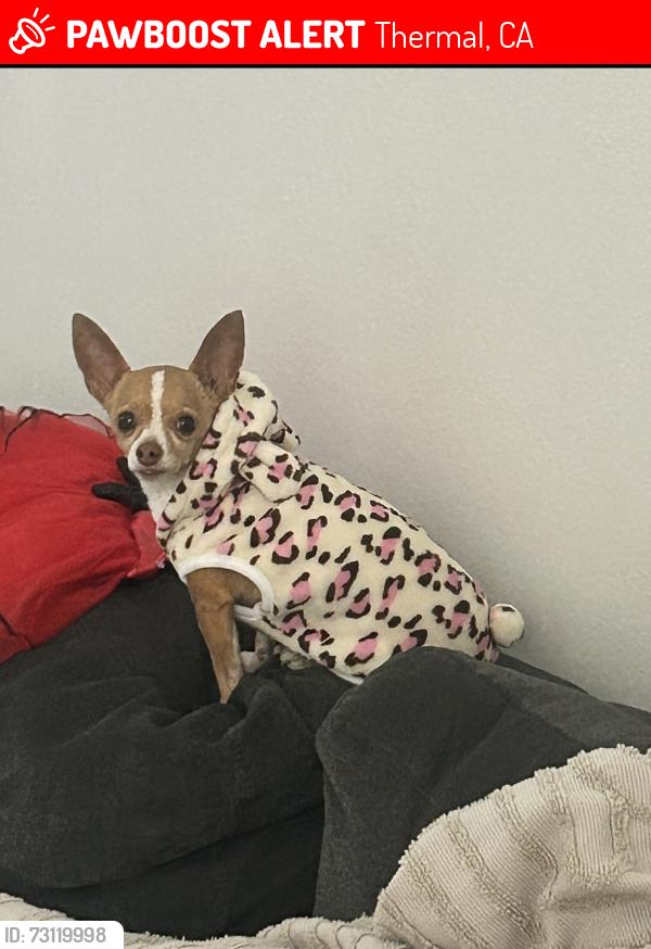 Lost Female Dog last seen Ave 64 and pierce, vela ct, Thermal, CA 92274