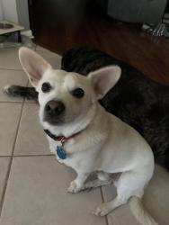 Lost Male Dog last seen Clear creek behind taco bell, Killeen, TX 76549