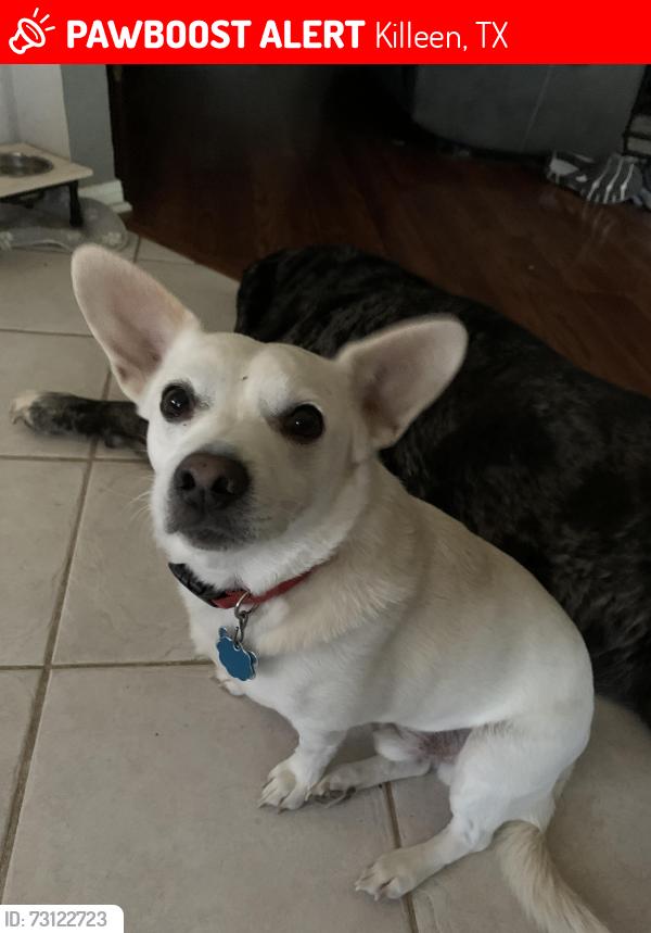 Lost Male Dog last seen Clear creek behind taco bell, Killeen, TX 76549