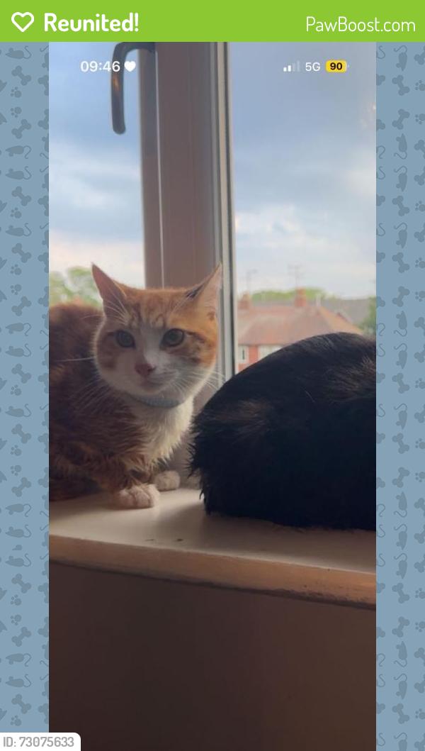 Reunited Male Cat last seen Lancaster Road, Denton, England M34 7HX