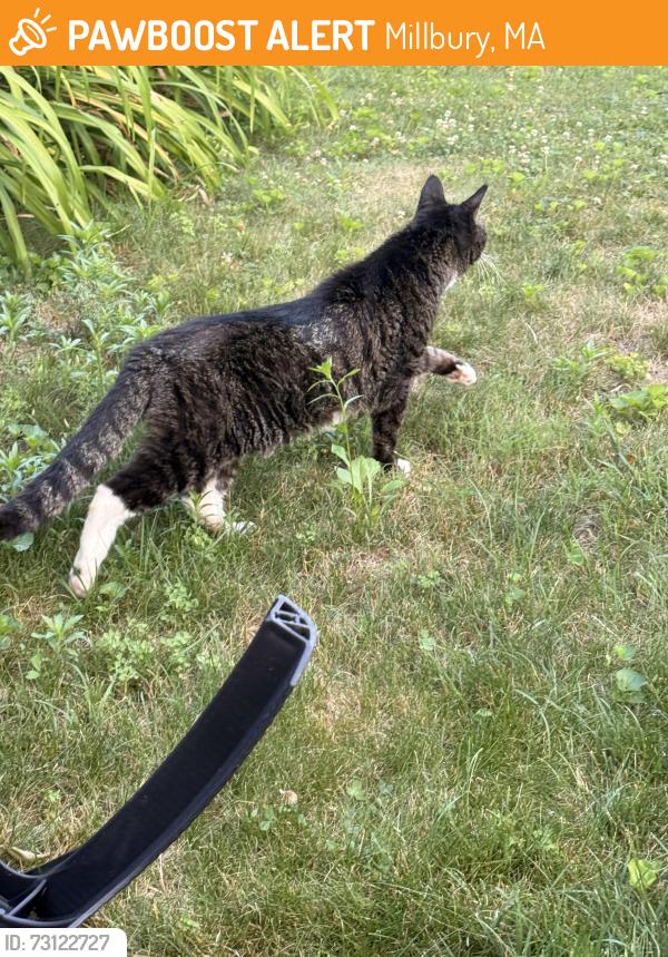 Found/Stray Unknown Cat last seen Wheelock Ave, Millbury, MA 01527