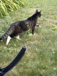 Found/Stray Unknown Cat last seen Wheelock Ave, Millbury, MA 01527