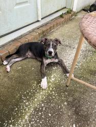 Found/Stray Male Dog last seen Blue angel, Bellview, FL 32526