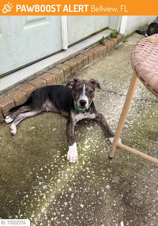 Found/Stray Male Dog last seen Blue angel, Bellview, FL 32526