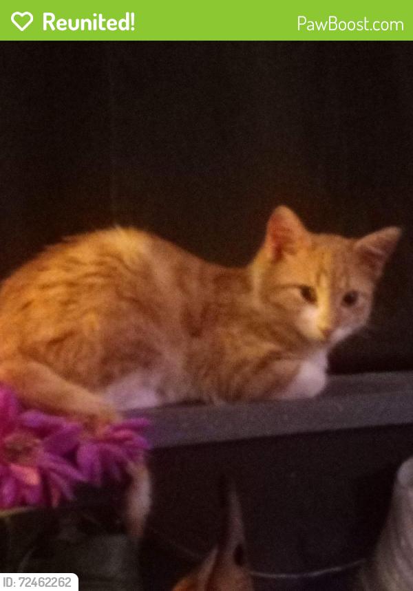 Reunited Male Cat last seen Stonebridge Gardens off Val Vista & Publeo Avenue Between Broadway & Southern, Mesa, AZ 85204