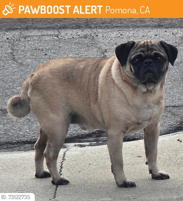 Found/Stray Male Dog last seen County Rd, Pomona, CA 91766