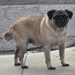 Found/Stray Male Dog last seen County Rd, Pomona, CA 91766