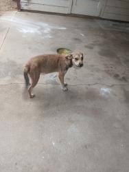 Found/Stray Unknown Dog last seen Hwy 99 century, Fl 36536, Escambia County, FL 32535