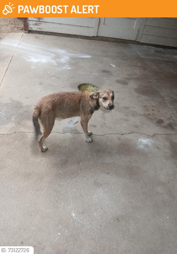 Found/Stray Unknown Dog last seen Hwy 99 century, Fl 36536, Escambia County, FL 32535