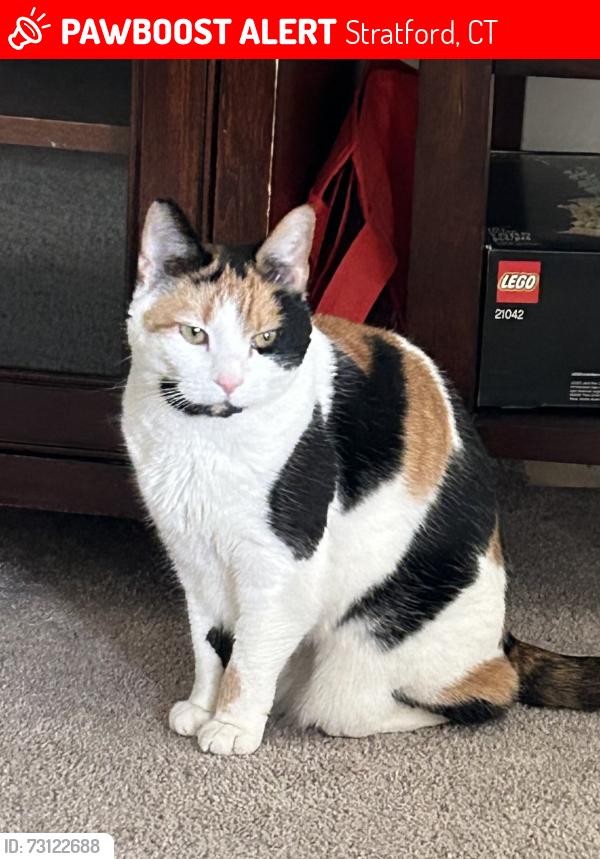 Lost Female Cat last seen North pasture & Brinsmayd Avenue, Stratford, CT 06614