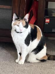 Lost Female Cat last seen North pasture & Brinsmayd Avenue, Stratford, CT 06614