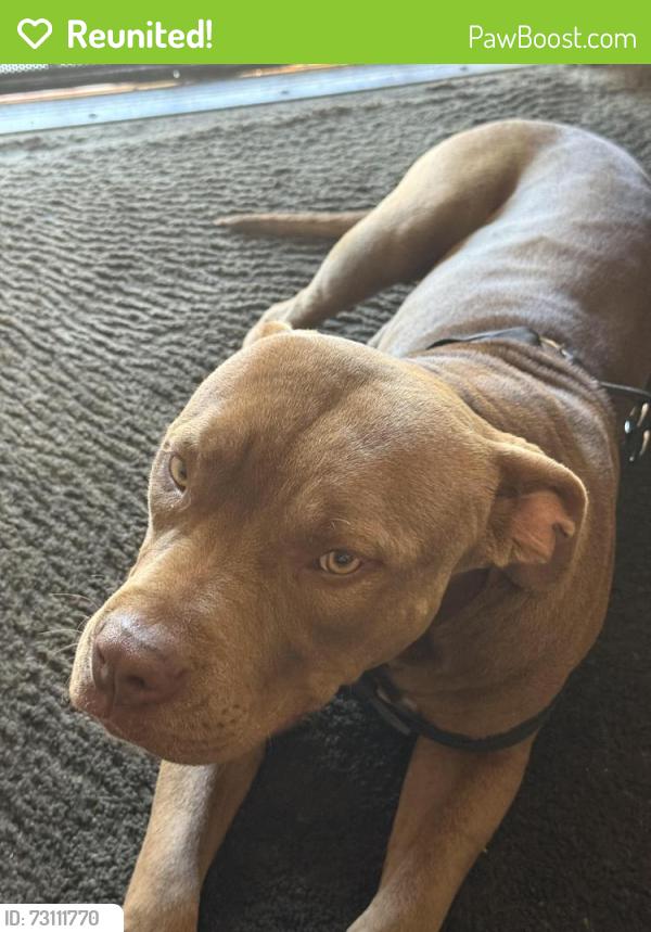 Reunited Male Dog last seen Between 61st and Skyline Dr, San Diego, CA 92114