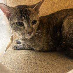 Shelter Stray Female Cat last seen , Animal Care & Control Team of Philly, 111 W Hunting Park Ave, Philadelphia, PA 19140, USA